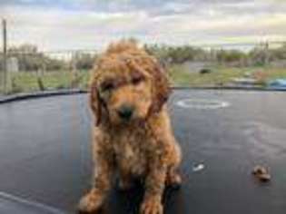 Goldendoodle Puppy for sale in Nampa, ID, USA