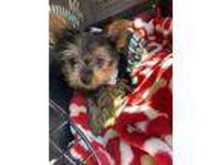 Yorkshire Terrier Puppy for sale in Canal Winchester, OH, USA