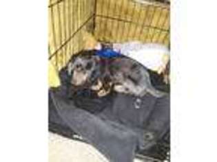 Dachshund Puppy for sale in Artesia, NM, USA