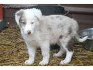 Border Collie Puppy for sale in Granville, OH, USA