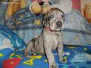 Great Dane Puppy for sale in Loudonville, OH, USA