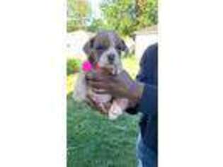 Mutt Puppy for sale in Broadview, IL, USA
