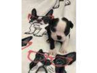 Boston Terrier Puppy for sale in Marion, OH, USA