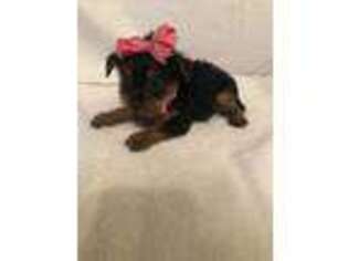 Yorkshire Terrier Puppy for sale in Muldrow, OK, USA