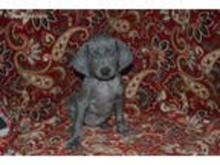 Weimaraner Puppy for sale in Sylvia, KS, USA