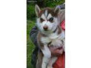 Siberian Husky Puppy for sale in Lancaster, OH, USA