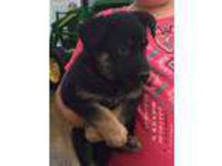 German Shepherd Dog Puppy for sale in Greensburg, KY, USA