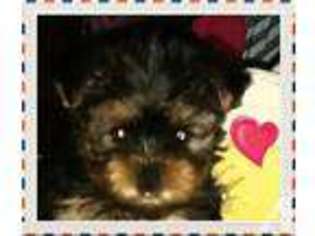 Yorkshire Terrier Puppy for sale in LIVERMORE, CA, USA