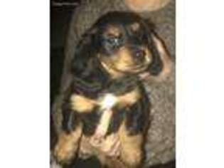 Dachshund Puppy for sale in Medway, OH, USA