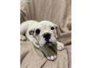 Bulldog Puppy for sale in Redford, MI, USA