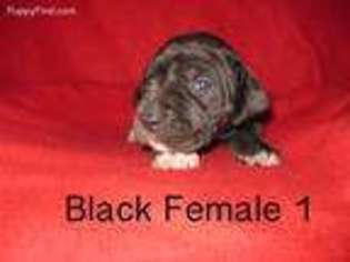 Mastiff Puppy for sale in Archbold, OH, USA