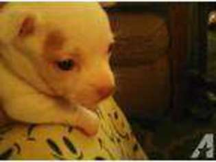 Chihuahua Puppy for sale in PUNTA GORDA, FL, USA
