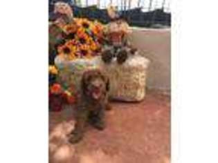 Labradoodle Puppy for sale in Atascosa, TX, USA