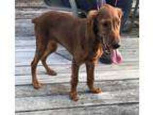 Irish Setter Puppy for sale in Southport, FL, USA