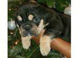 Bulldog Puppy for sale in Nashville, NC, USA