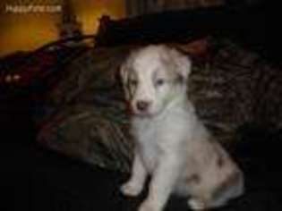 Australian Shepherd Puppy for sale in Woodsboro, MD, USA