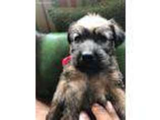 Soft Coated Wheaten Terrier Puppy for sale in Summerville, SC, USA