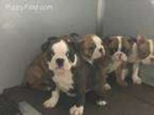 Boston Terrier Puppy for sale in Magnolia, OH, USA