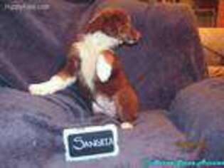 Australian Shepherd Puppy for sale in Radford, VA, USA