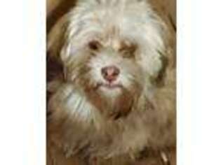 Havanese Puppy for sale in Antigo, WI, USA