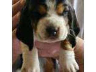 Basset Hound Puppy for sale in Boise, ID, USA