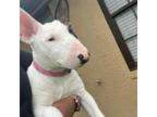 Bull Terrier Puppy for sale in Lehigh Acres, FL, USA