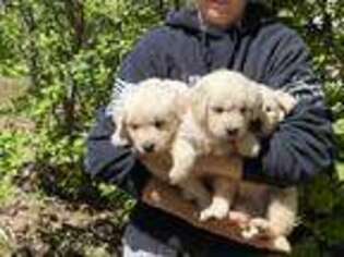 Golden Retriever Puppy for sale in Holcombe, WI, USA