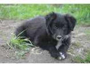 Border Collie Puppy for sale in Granville, OH, USA