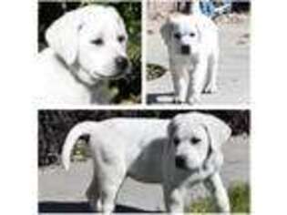 Labrador Retriever Puppy for sale in Orange, CA, USA