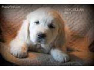 Mutt Puppy for sale in Ligonier, IN, USA