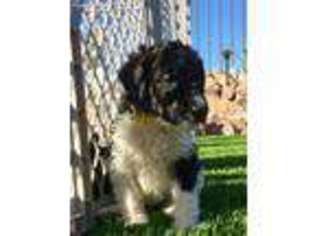 Mutt Puppy for sale in Apache Junction, AZ, USA