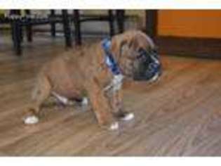 Boxer Puppy for sale in Pembroke, VA, USA