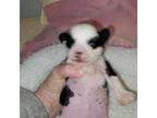 Chinese Crested Puppy for sale in Greentown, IN, USA