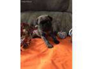 Pug Puppy for sale in Talala, OK, USA