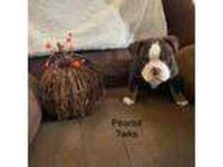 Olde English Bulldogge Puppy for sale in Livermore, ME, USA