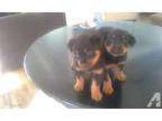 Rottweiler Puppy for sale in AMBOY, WA, USA
