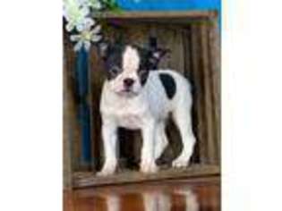 Boston Terrier Puppy for sale in Novinger, MO, USA