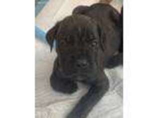 Cane Corso Puppy for sale in Pipe Creek, TX, USA