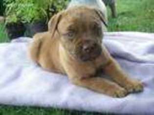 Boerboel Puppy for sale in Quarryville, PA, USA