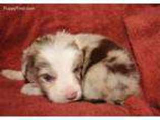 Border Collie Puppy for sale in Blanket, TX, USA