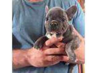 French Bulldog Puppy for sale in Lakefield, MN, USA