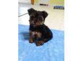 Yorkshire Terrier Puppy for sale in Syracuse, IN, USA