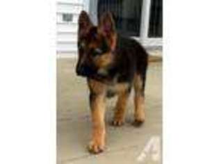 German Shepherd Dog Puppy for sale in MONTGOMERY, NY, USA