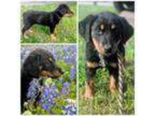 Doberman Pinscher Puppy for sale in Austin, TX, USA