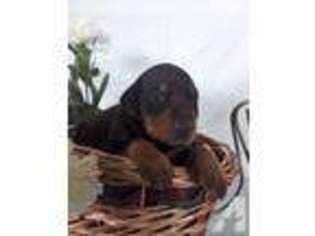 Doberman Pinscher Puppy for sale in CANTON, OH, USA