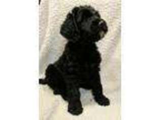 Labradoodle Puppy for sale in Wentzville, MO, USA