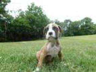 Boxer Puppy for sale in Hominy, OK, USA
