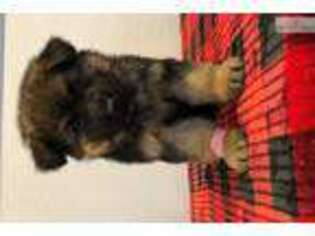 German Shepherd Dog Puppy for sale in Kansas City, MO, USA