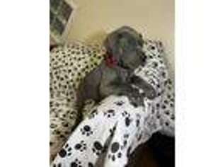 Great Dane Puppy for sale in Las Cruces, NM, USA