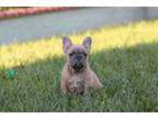 French Bulldog Puppy for sale in Palm Desert, CA, USA